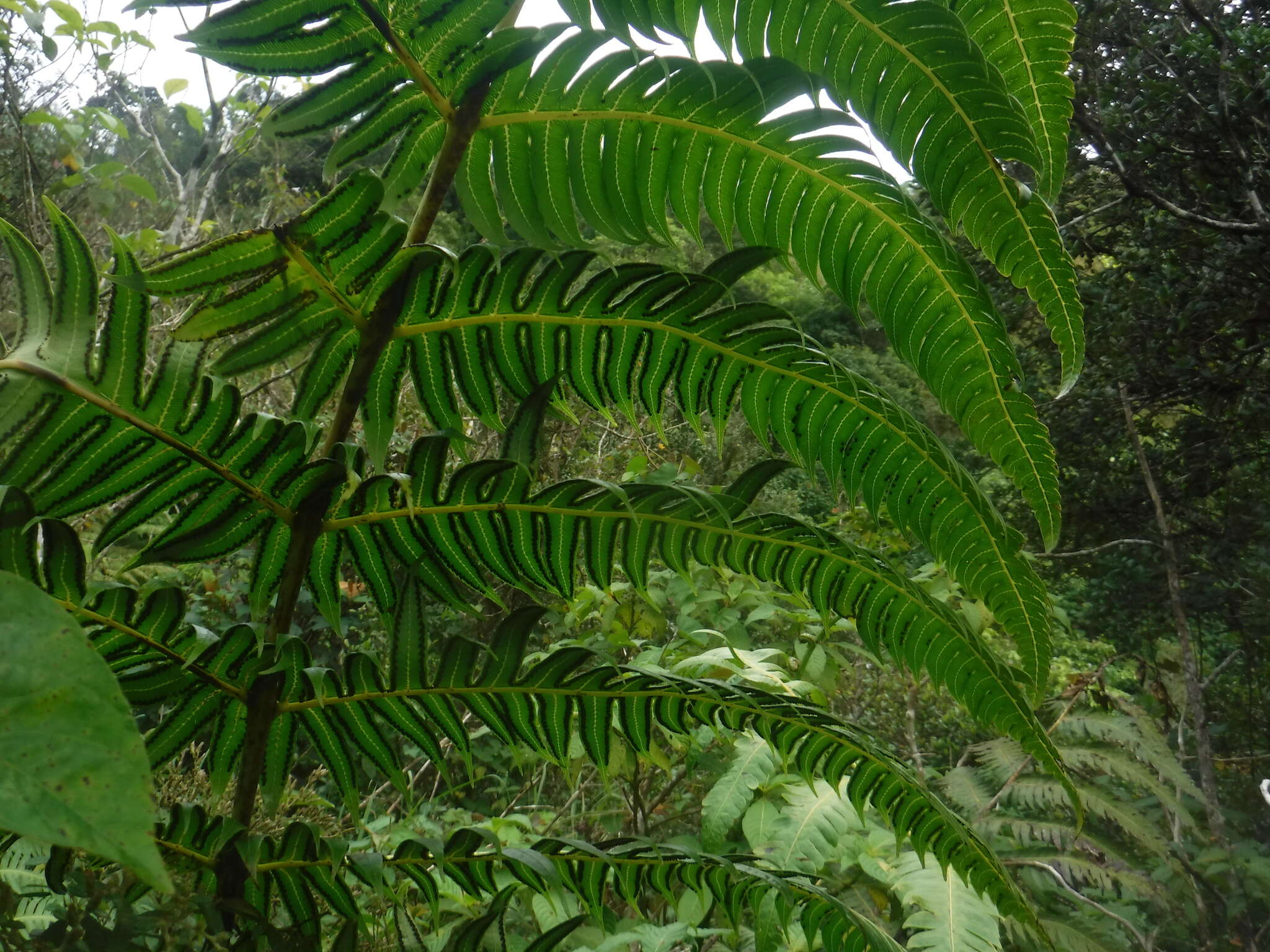 صورة Cyathea horrida (L.) Sm.