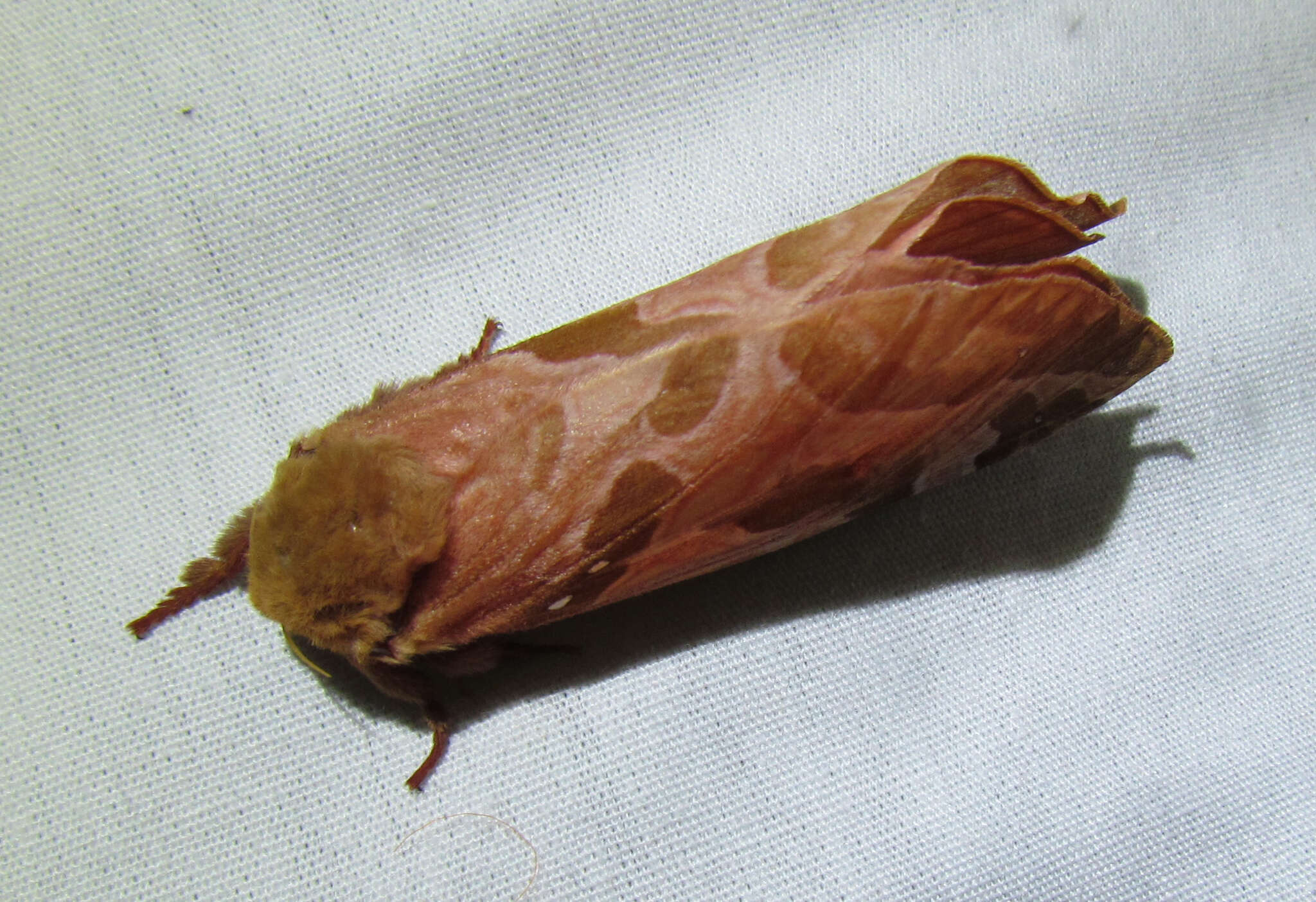 Image of Four-spotted Ghost Moth