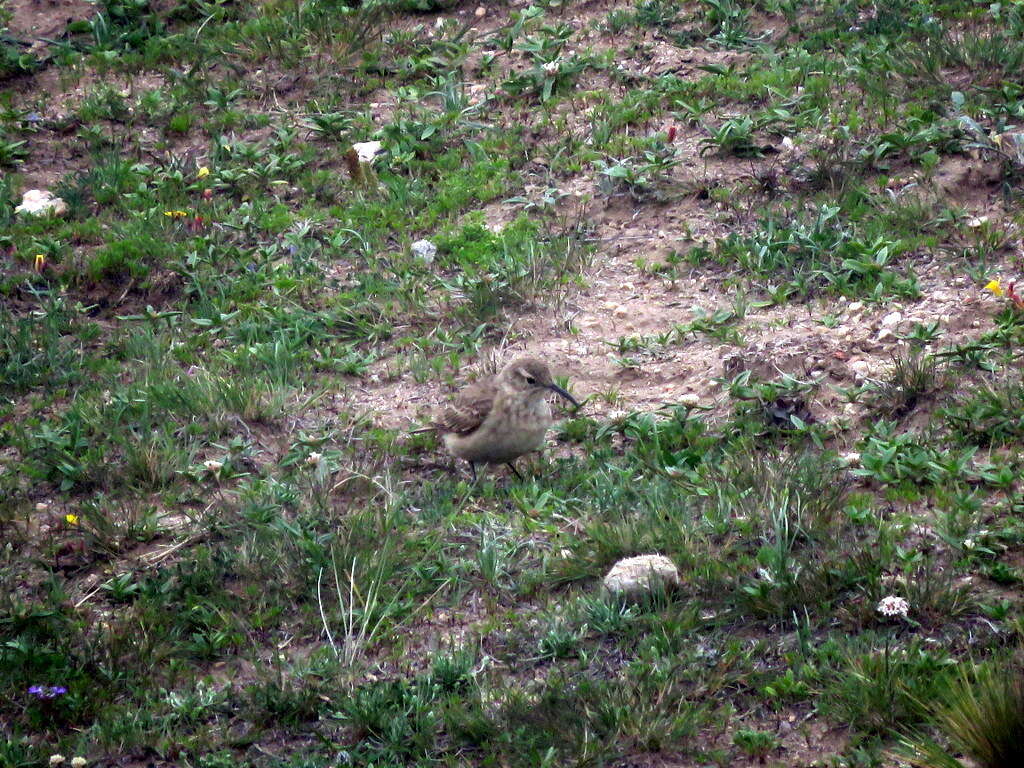 Image of Slender-billed Miner