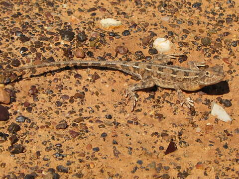 Image of Long-tailed Earless Dragon