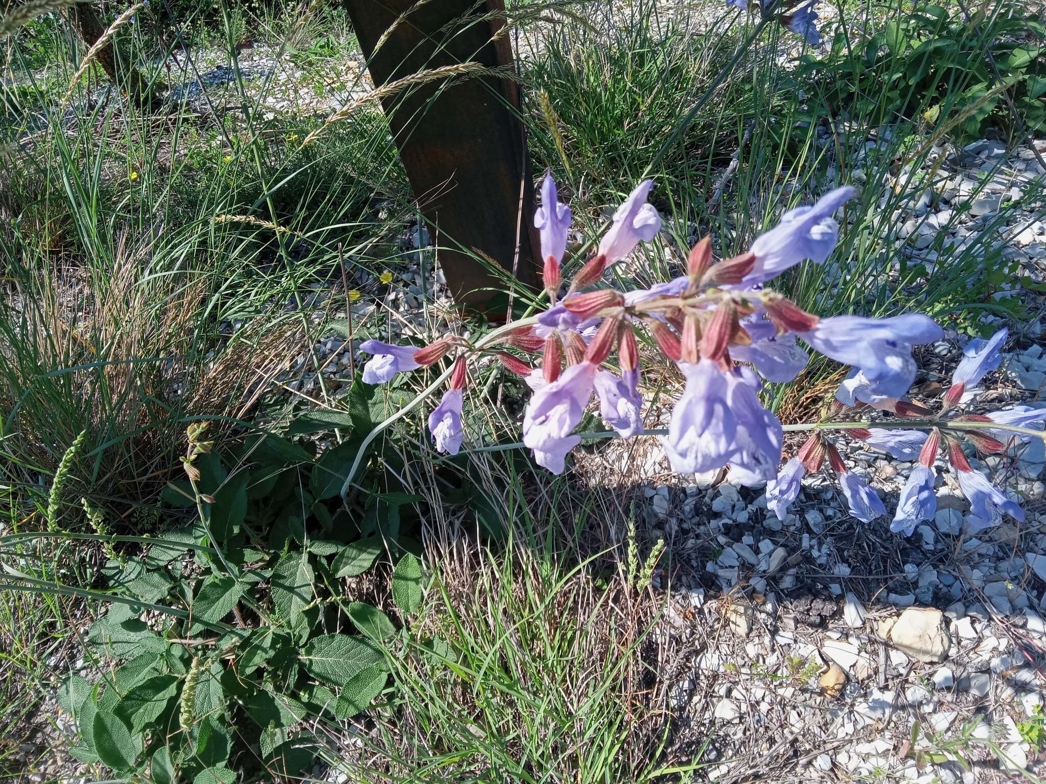 Image of Salvia ringens Sm.