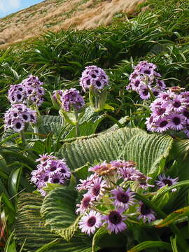 Image of Pleurophyllum speciosum Hook. fil.