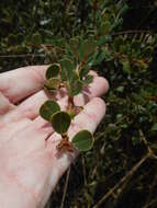 Image of island ceanothus