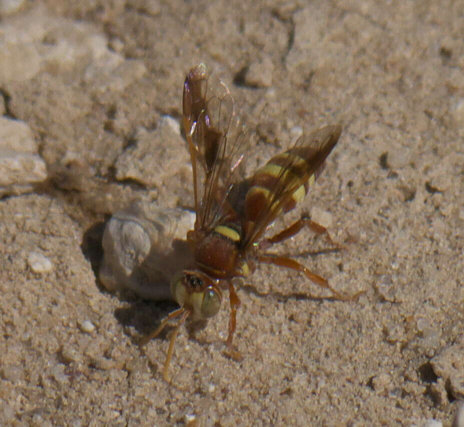 Image of Hoplisoides tricolor (Cresson 1868)