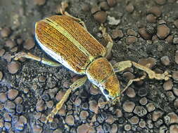 Image of Weevil