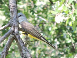 Image of Western Kingbird