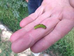 Image of Triton Dagger Moth