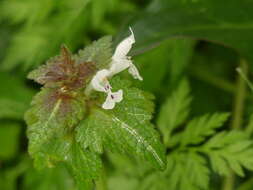 Plancia ëd Lamium bifidum Cirillo