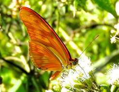 Image of Dryas