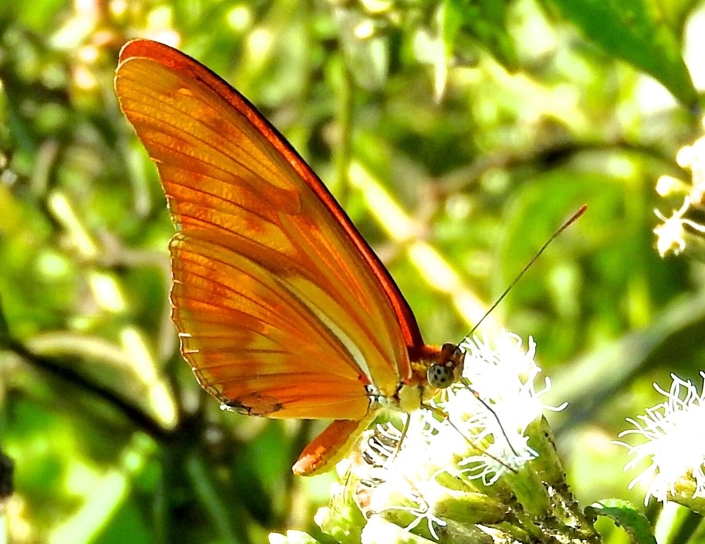 Image of Dryas