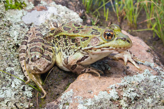 Image of Chiricahua Leopard Frog