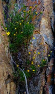 Image of <i>Euryops <i>longipes</i></i> var. longipes