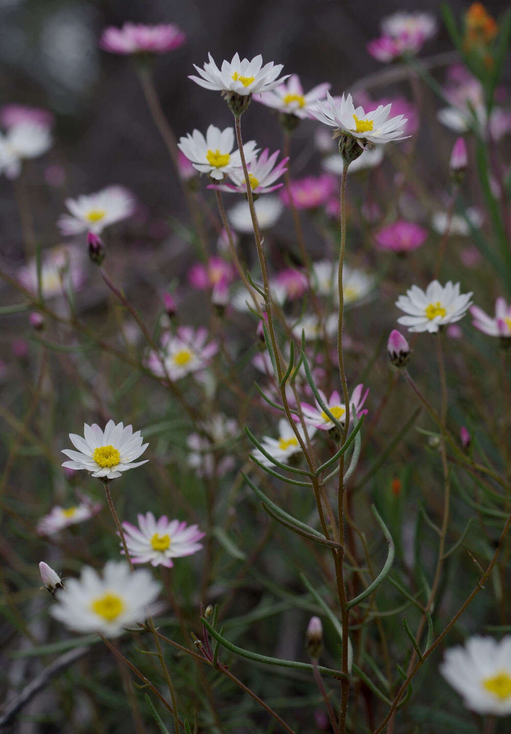 Image of Lawrencella rosea Lindl.