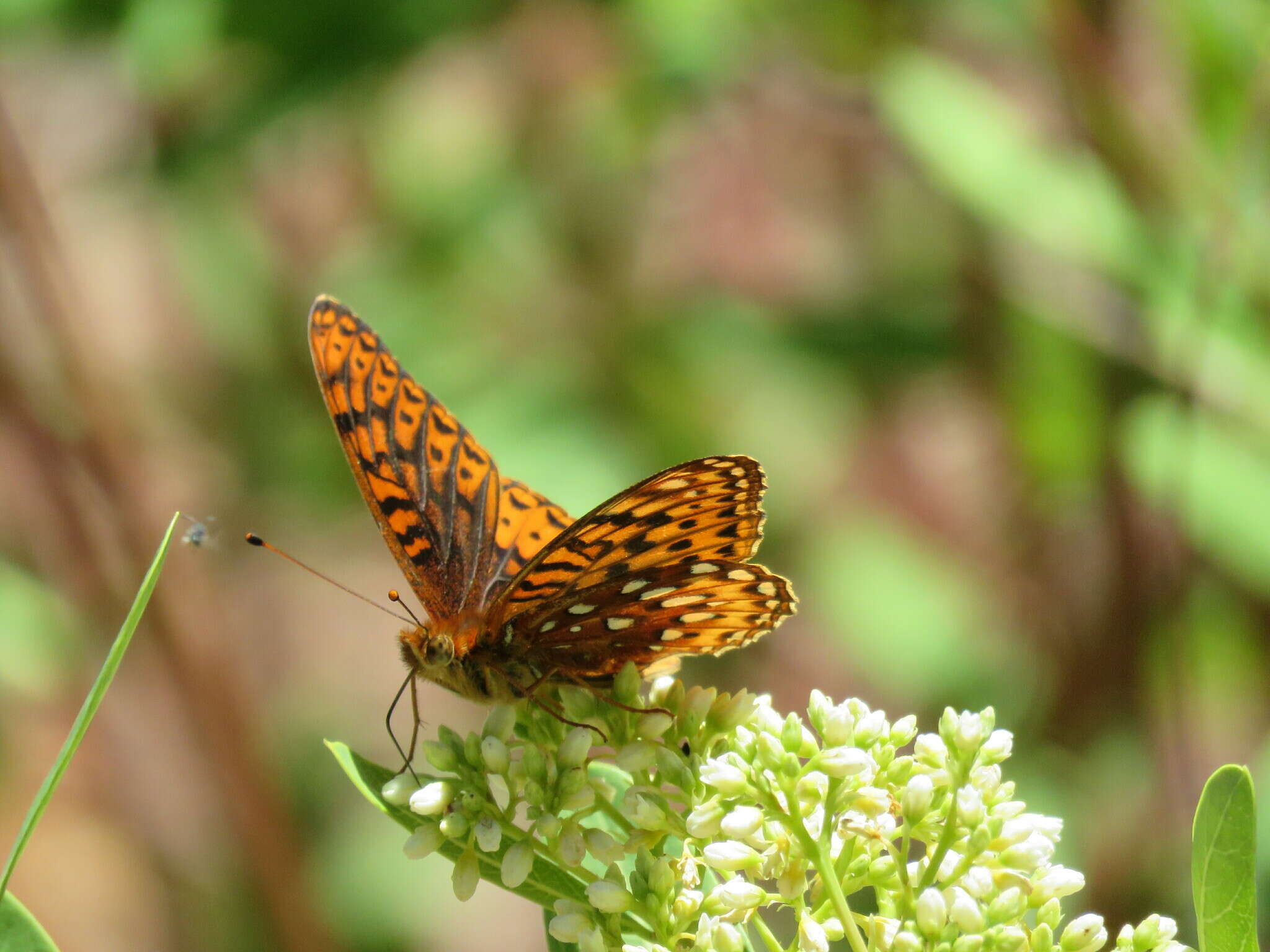 Image of Speyeria hesperis dorothea Moeck 1947