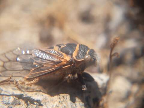 Image of Tettigades lacertosa Torres 1944