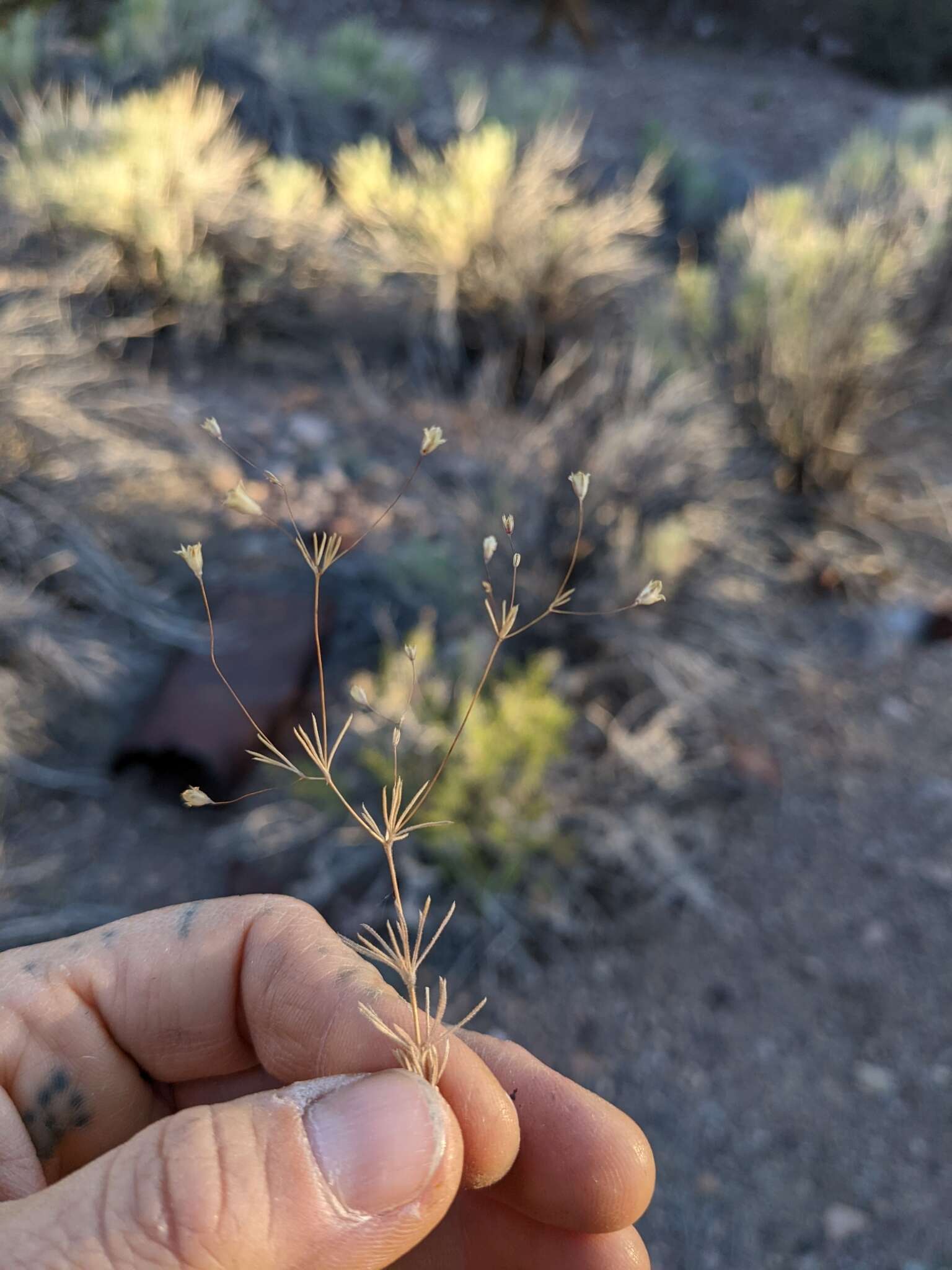 Image of northern linanthus