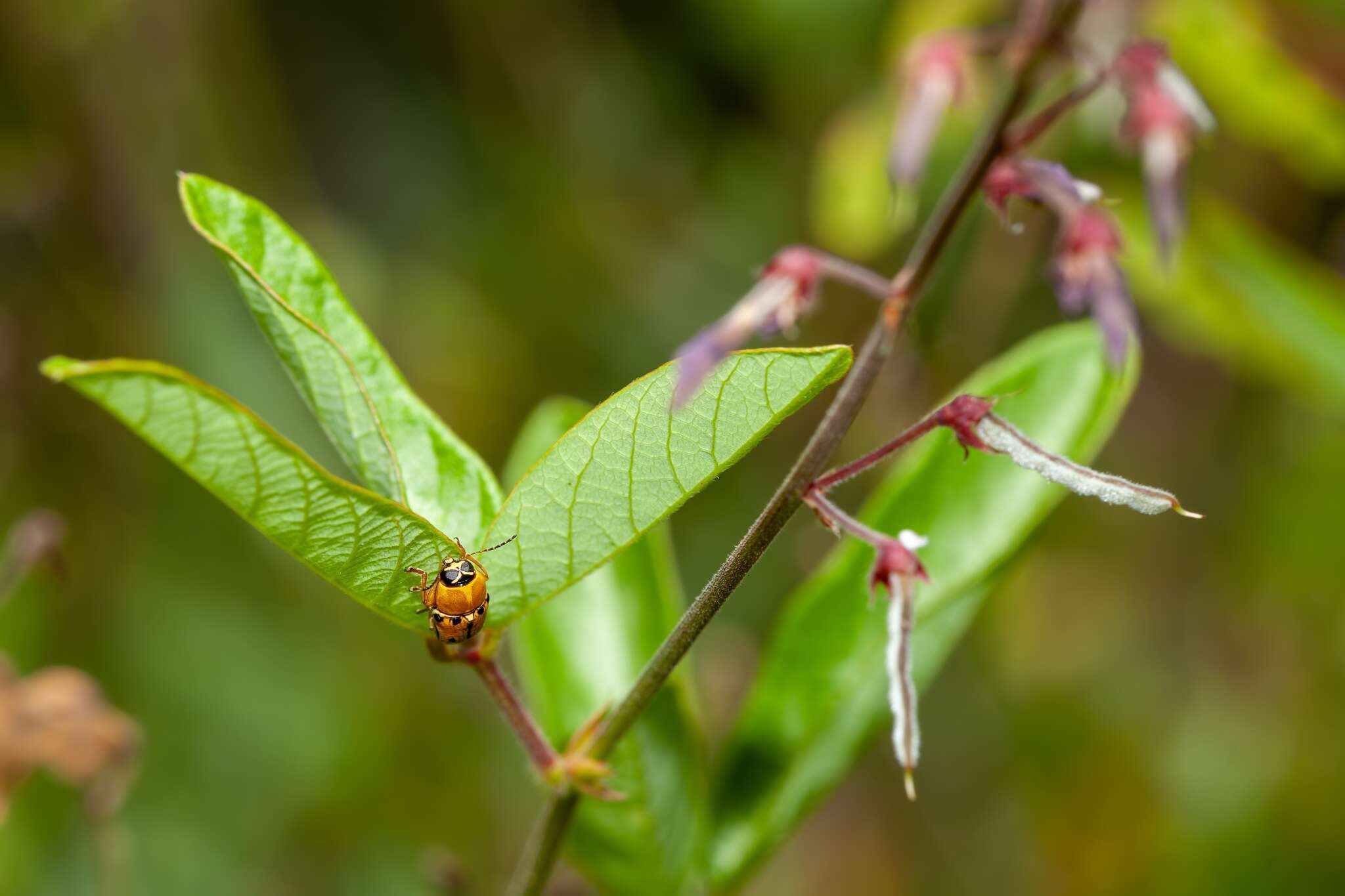 صورة Griburius larvatus (Newman 1840)