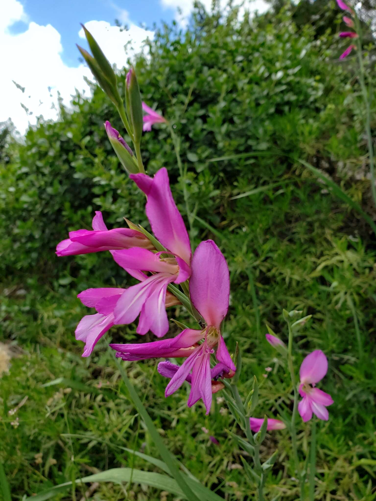 Image of Common Sword Lily