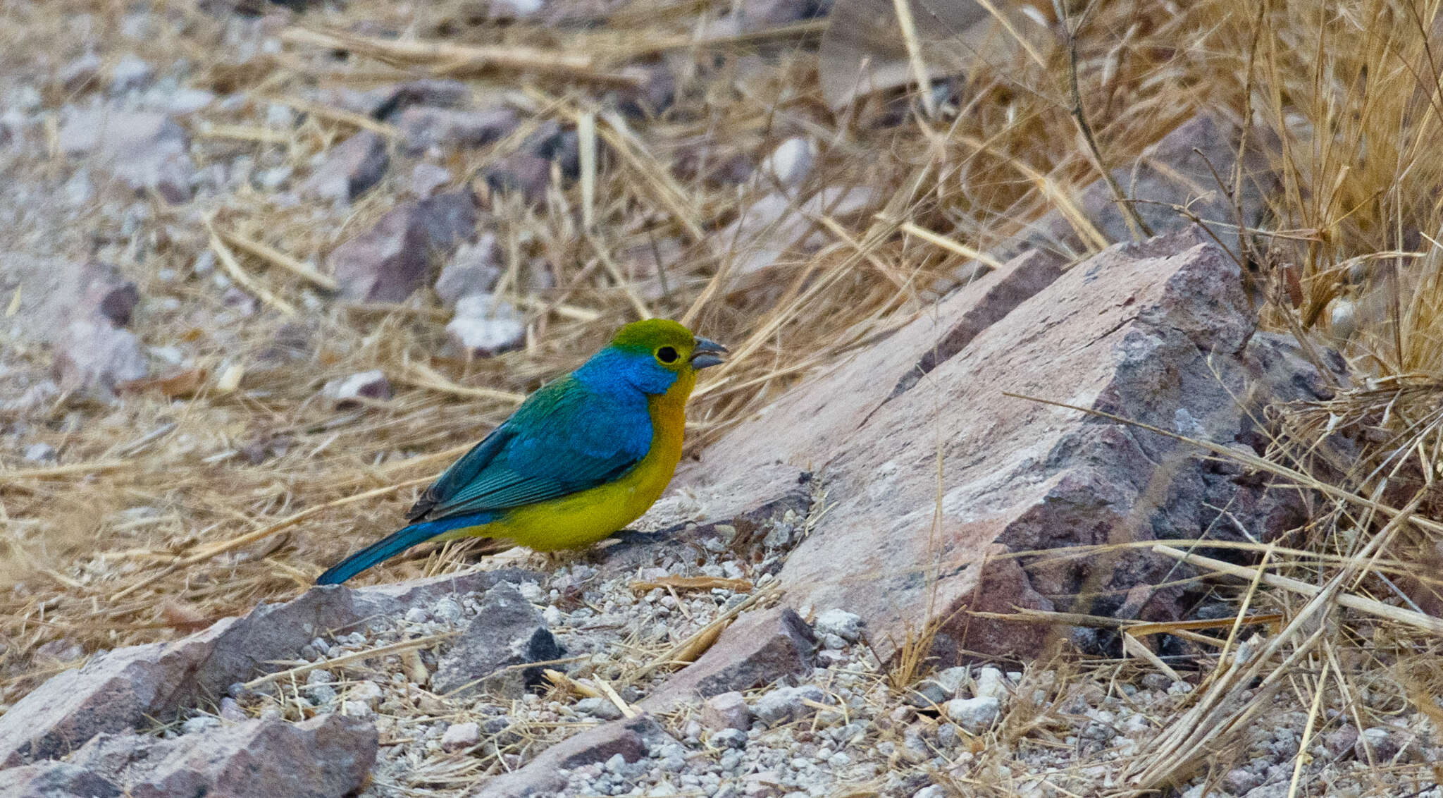 Image of Orange-breasted Bunting