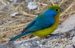 Image of Orange-breasted Bunting