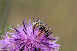 Image de Icteranthidium laterale (Latreille 1809)