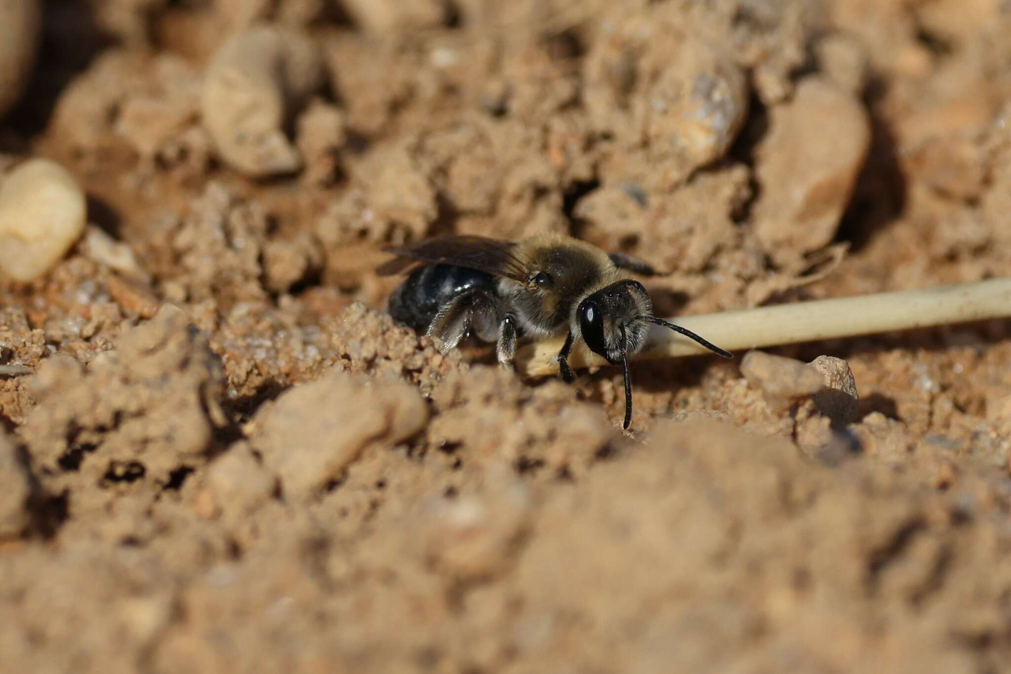 Image of Barbara's Andrena