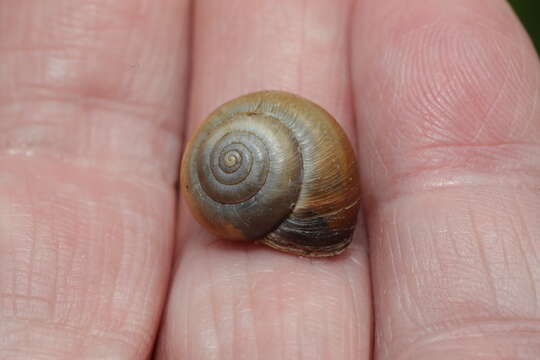 Image of Kentish gardensnail