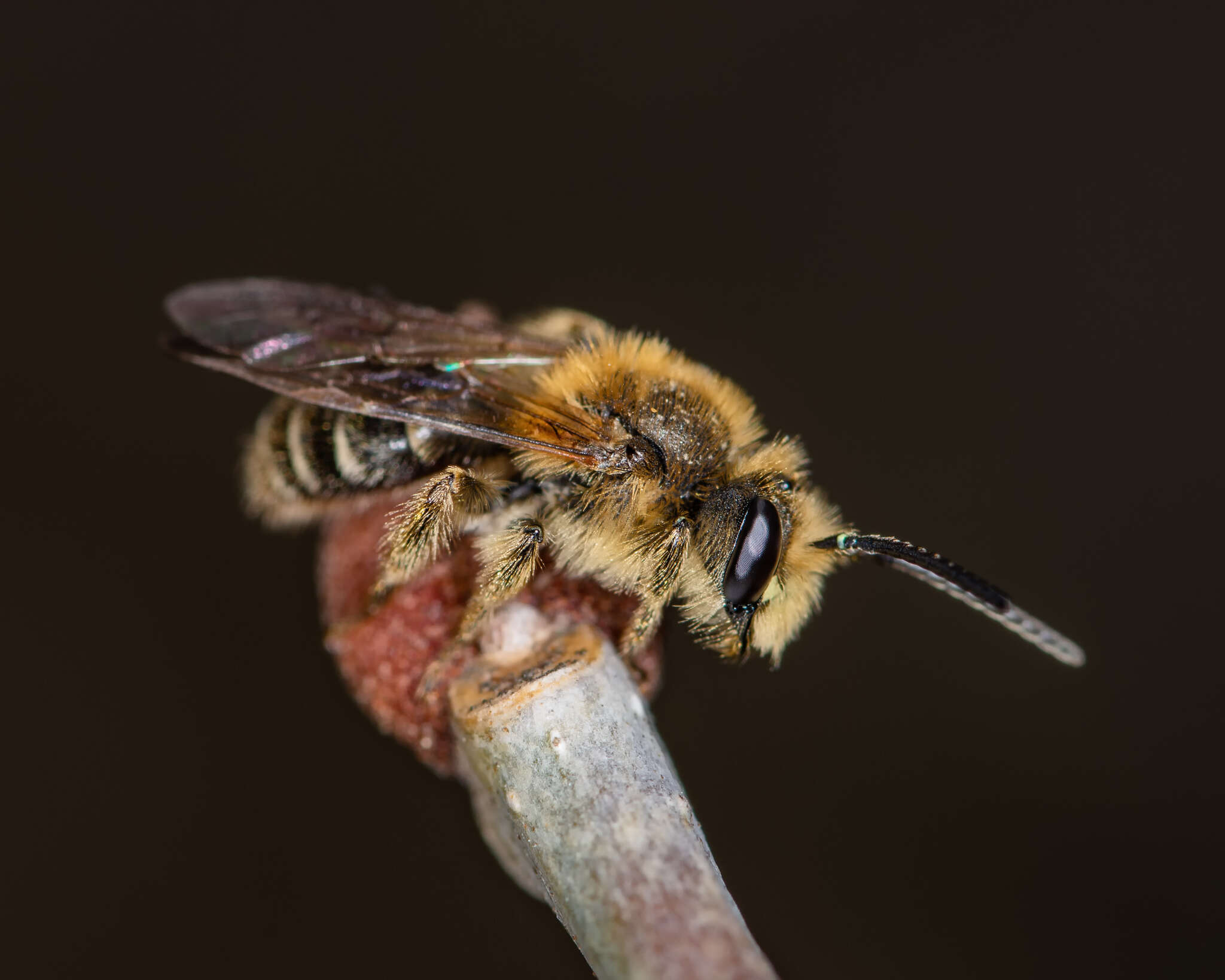 Image of Cresson's Andrena