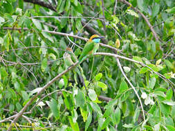 Image of Merops orientalis ceylonicus Whistler 1944