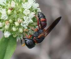 Image of Ectemnius rufipes ais Pate 1946