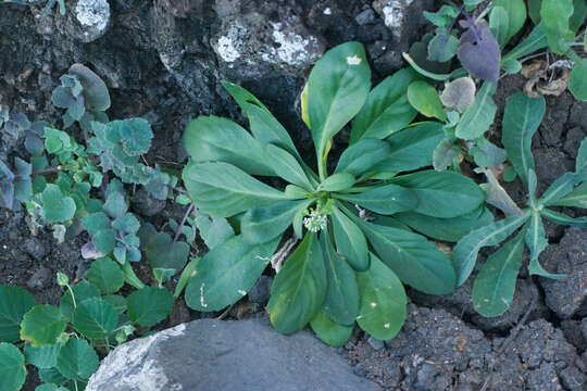 Image of <i>Lepidium bidentatum</i> var. <i>o-waihiense</i> (Cham. & Schltdl.) Fosberg