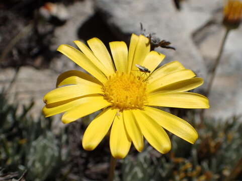 Image of Euryops othonnoides (DC.) B. Nordenst.