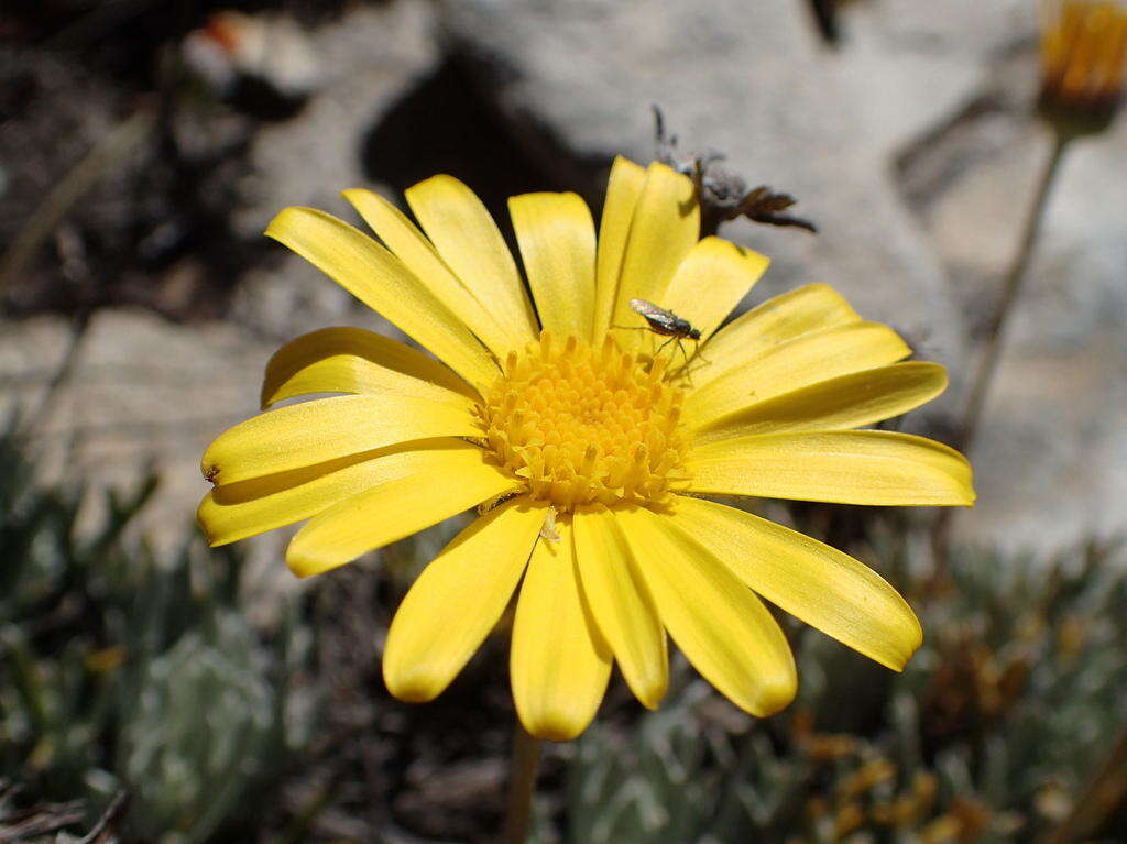 Imagem de Euryops othonnoides (DC.) B. Nordenst.