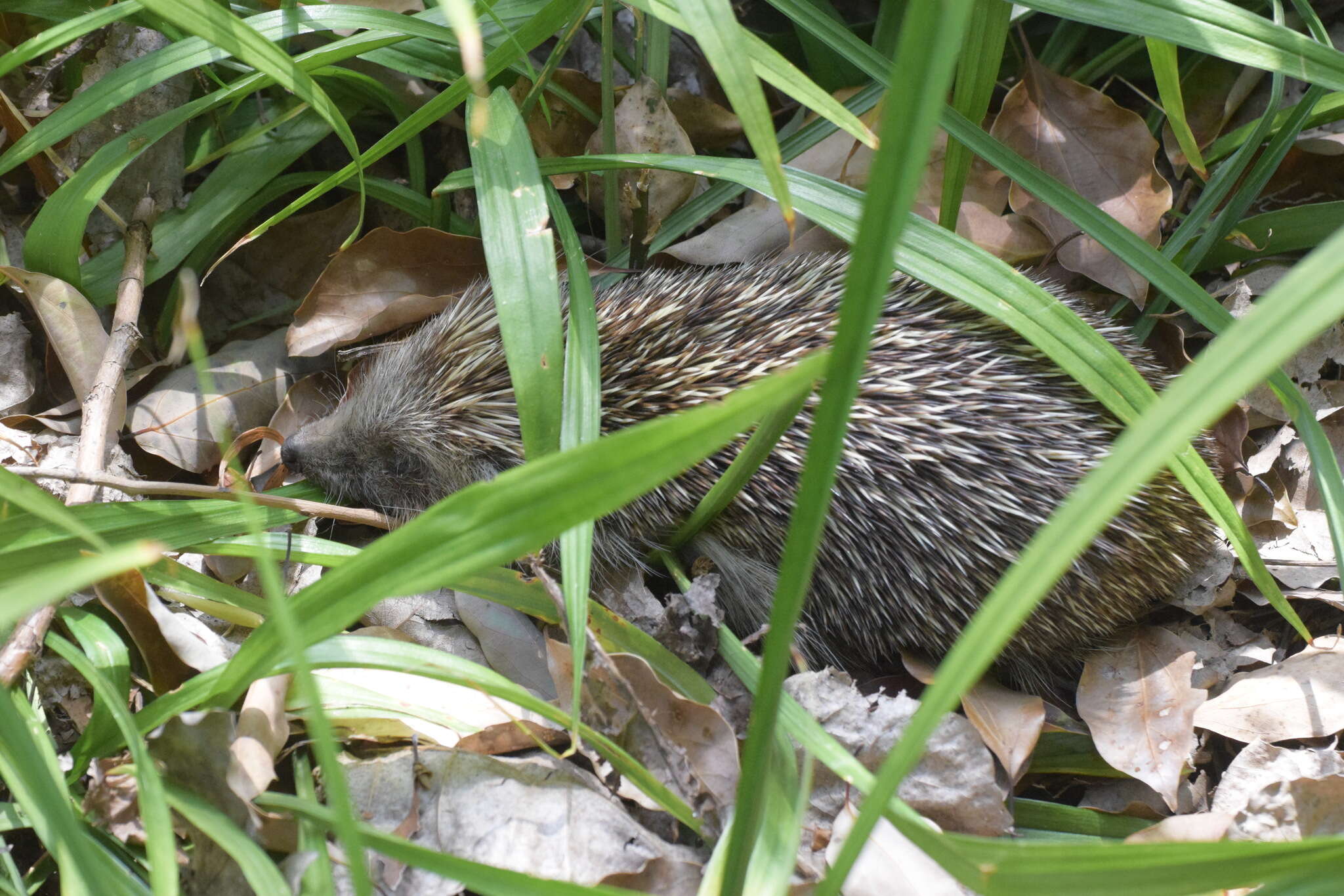 Imagem de Erinaceus amurensis Schrenk 1859