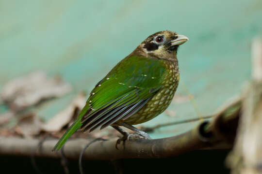 Image of Green Catbird