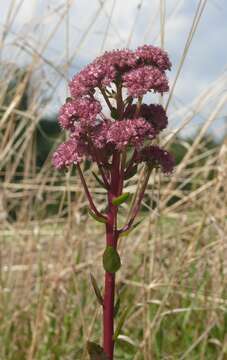 Image of Orpine