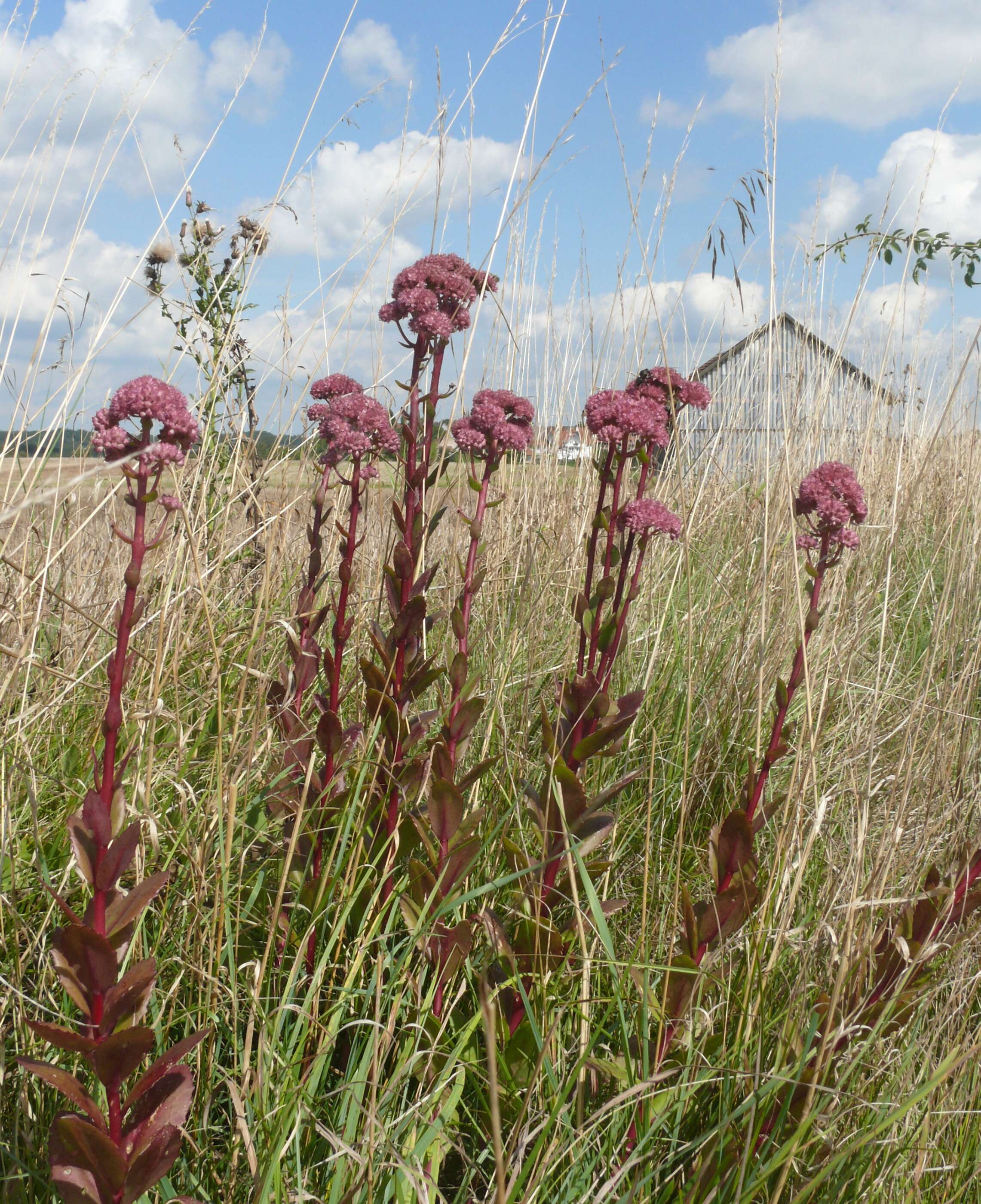 Image of Orpine