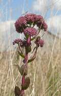 Image of Orpine