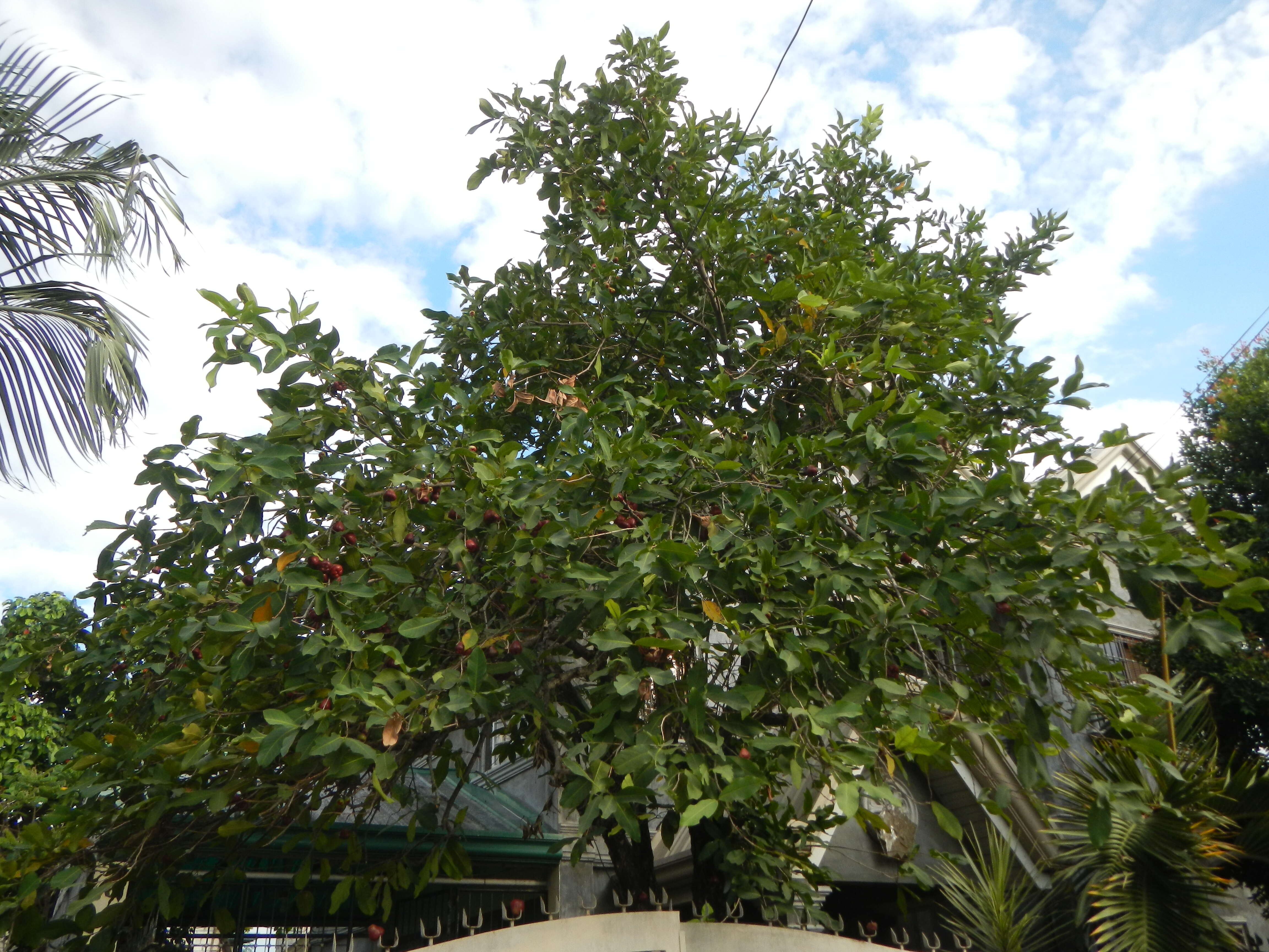 Image of Java rose apple