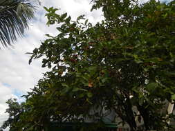 Image of Java rose apple