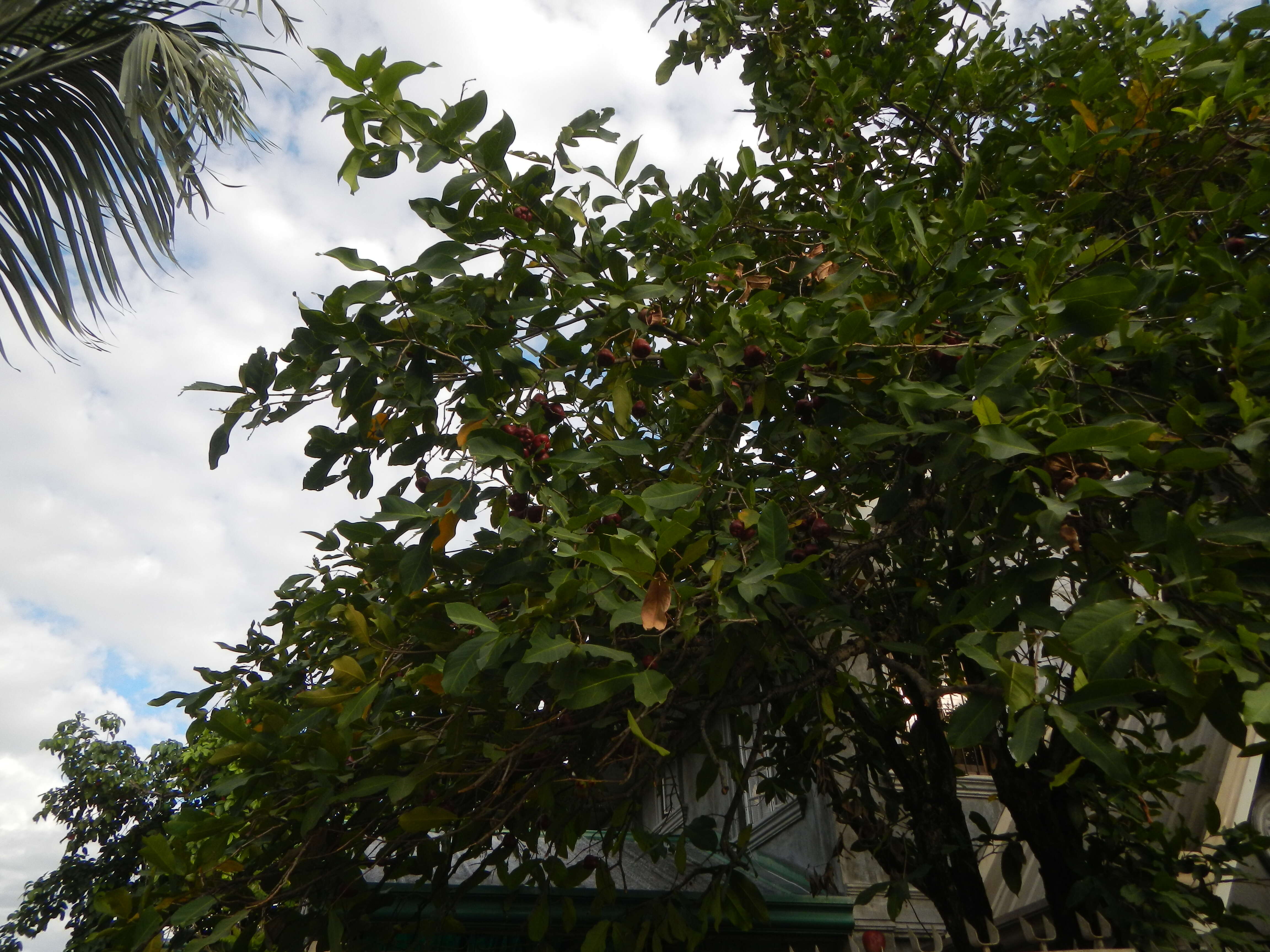 Image of Java rose apple