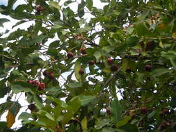 Image of Java rose apple