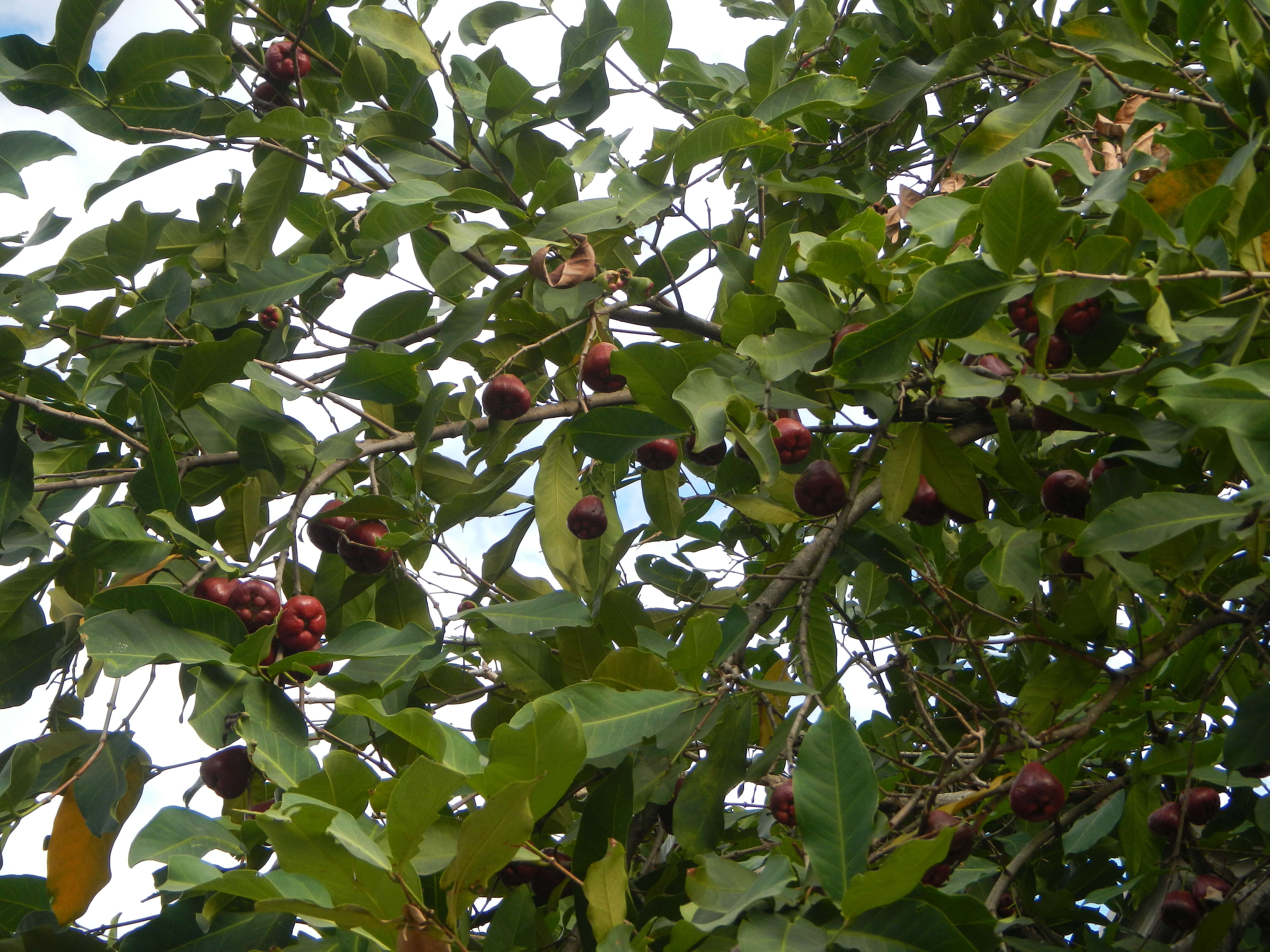 Image of Java rose apple