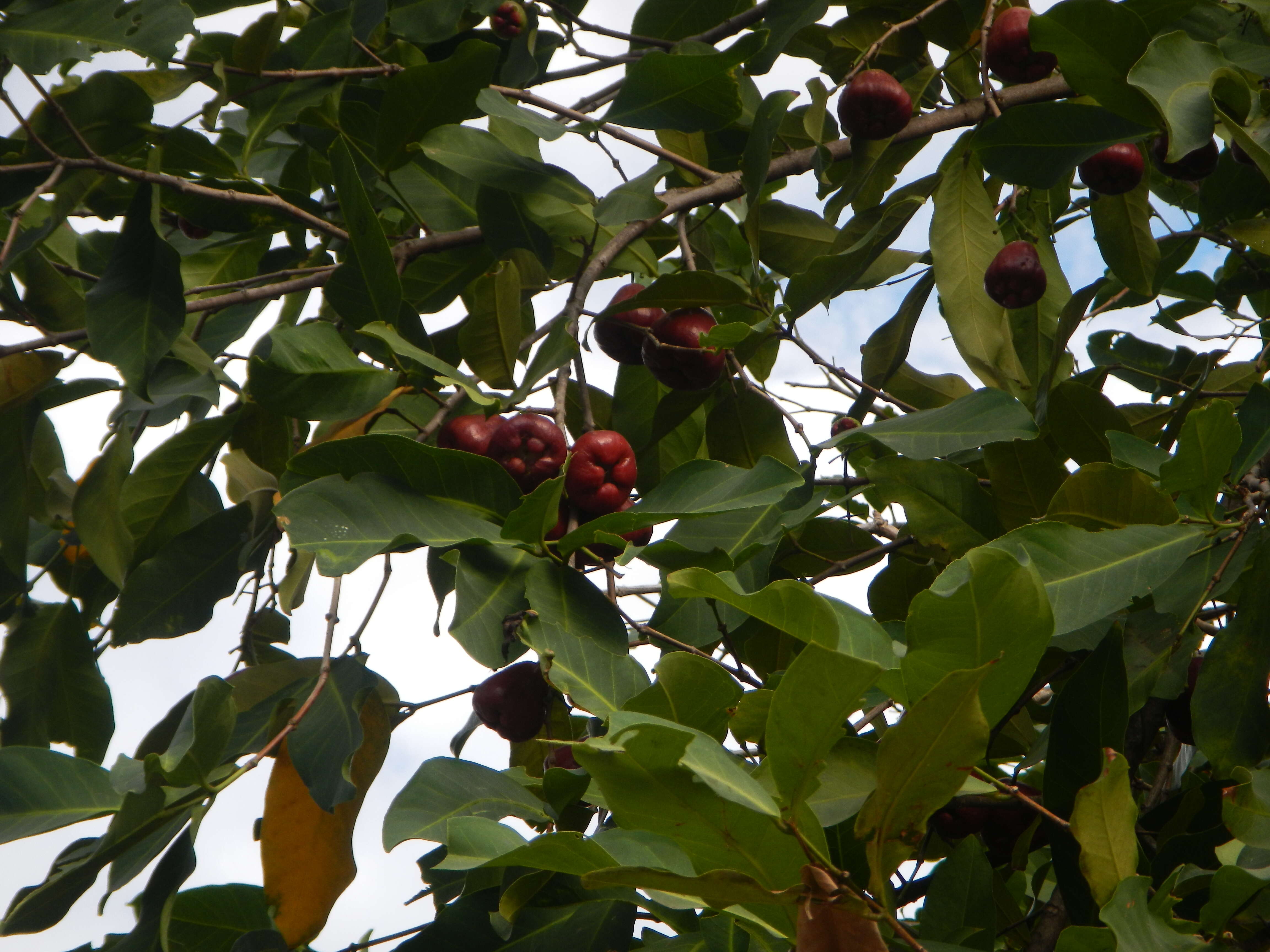 Image of Java rose apple