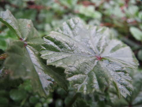 Image of common mallow