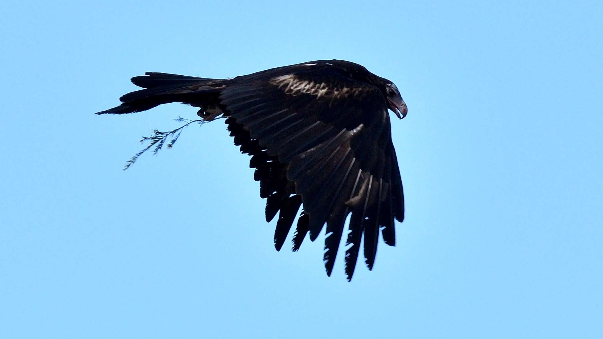 Image of Wedge-tailed Eagle