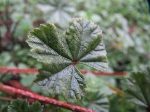 Image of common mallow