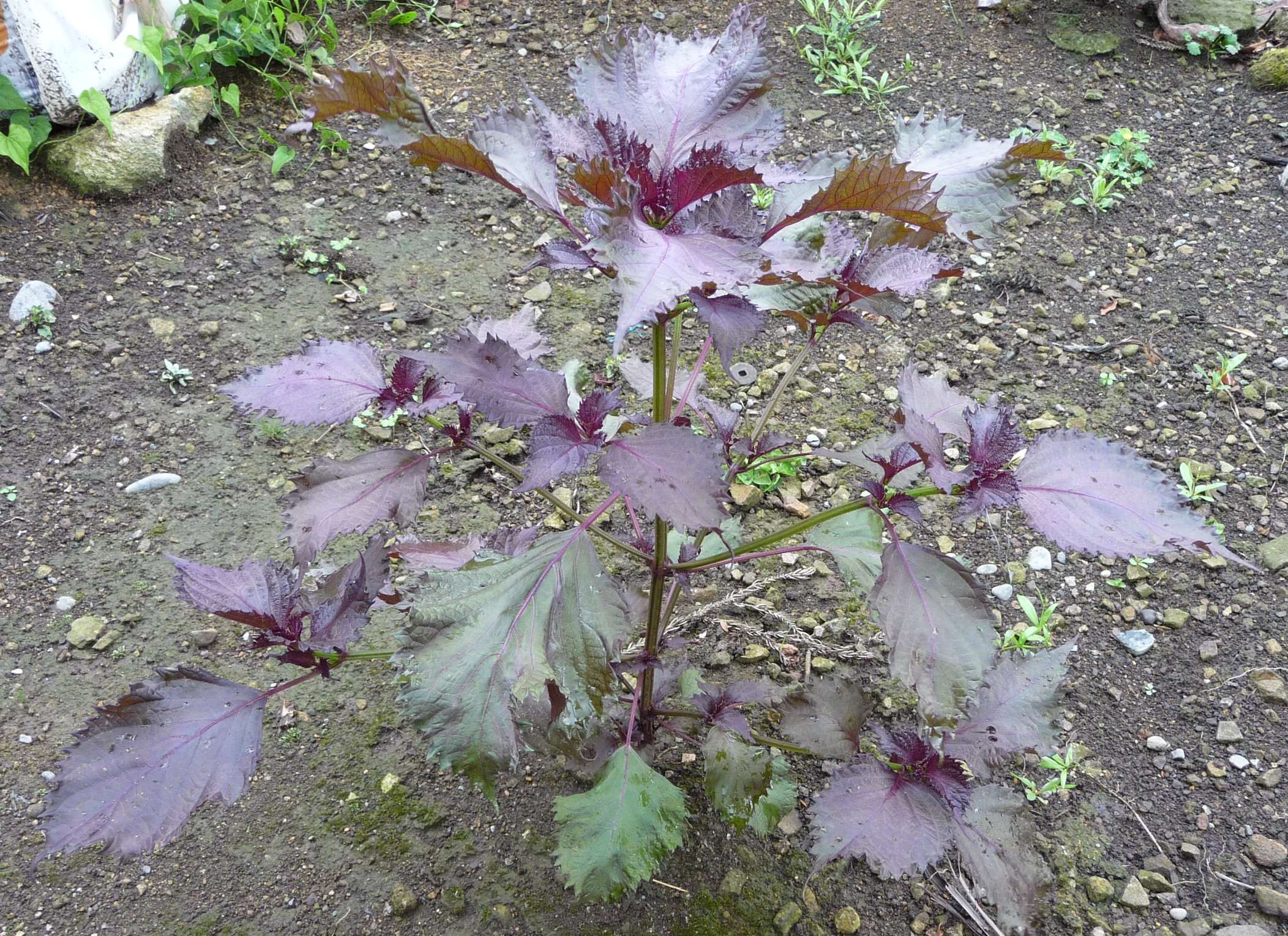 Imagem de Perilla frutescens var. crispa (Thunb.) H. Deane