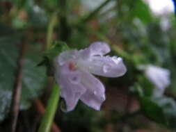 Image of common mallow