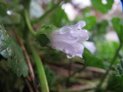 Image of common mallow